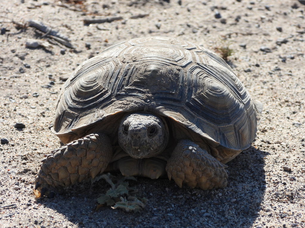 Chaco Tortoise in March 2021 by Andrea Talone Rìo · iNaturalist