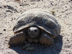 Chelonoidis chilensis