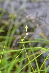 Carex diastena