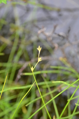Carex diastena