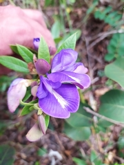 Periandra mediterranea