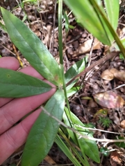 Periandra mediterranea