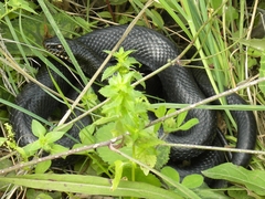 Dolichophis jugularis