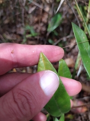 Periandra mediterranea