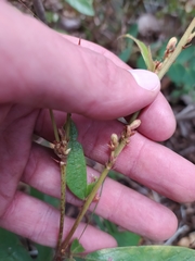 Periandra mediterranea