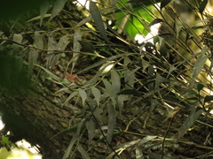 Elleanthus maculatus