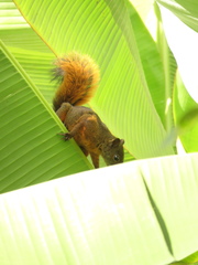 Sciurus granatensis