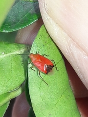 Ambracius dufouri