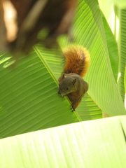 Sciurus granatensis