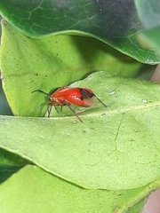 Ambracius dufouri