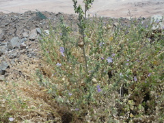 Cristaria integerrima integerrima