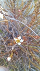 Diosma passerinoides