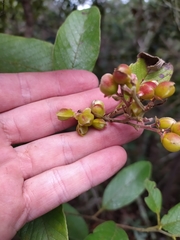 Davilla elliptica