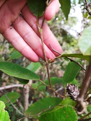Davilla elliptica
