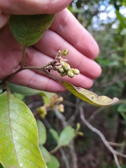 Davilla elliptica