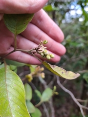 Davilla elliptica