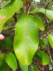 Davilla elliptica