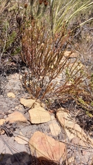 Diosma passerinoides