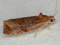 Olethreutes submissanum
