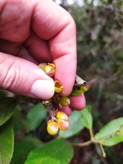 Davilla elliptica
