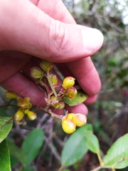 Davilla elliptica