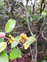 Davilla elliptica