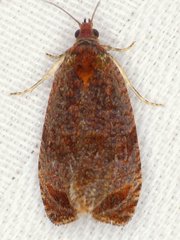 Olethreutes submissanum