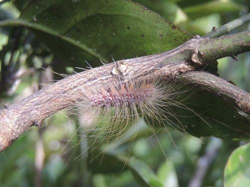 Eudesmia menea