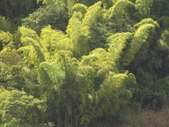 Guadua angustifolia