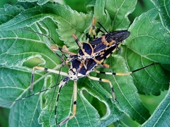 Zelus armillatus