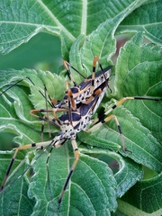 Zelus armillatus