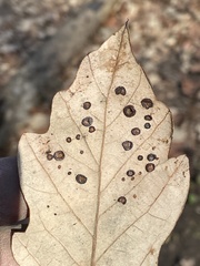 Phylloteras volutellae