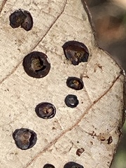 Phylloteras volutellae