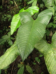 Anthurium panduriforme