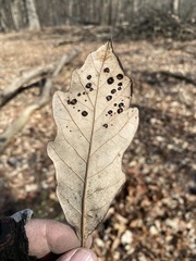 Phylloteras volutellae