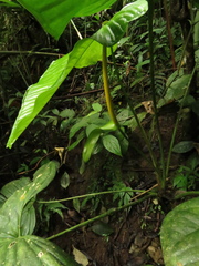 Anthurium panduriforme