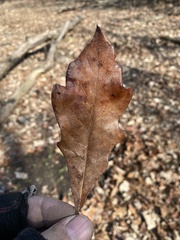 Phylloteras volutellae