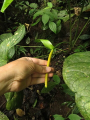 Anthurium panduriforme