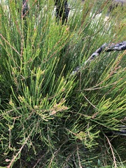 Allocasuarina nana
