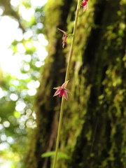 Platystele consobrina