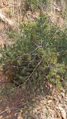 Asparagus mucronatus