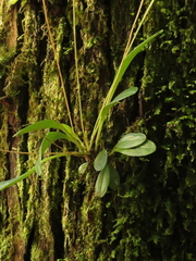 Platystele consobrina