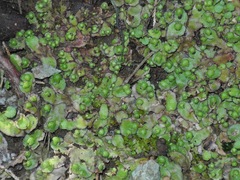 Asterella tenella