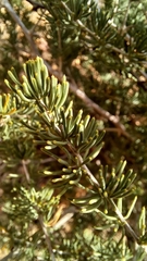 Asparagus mucronatus