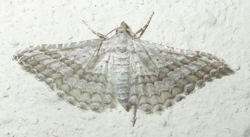 Alucita homotrocha