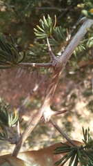 Asparagus mucronatus