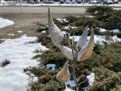 Asclepias syriaca — photo 3