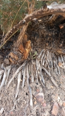 Asparagus mucronatus