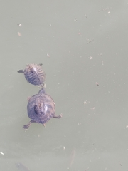 Trachemys scripta scripta