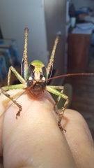 Alfredectes semiaeneus